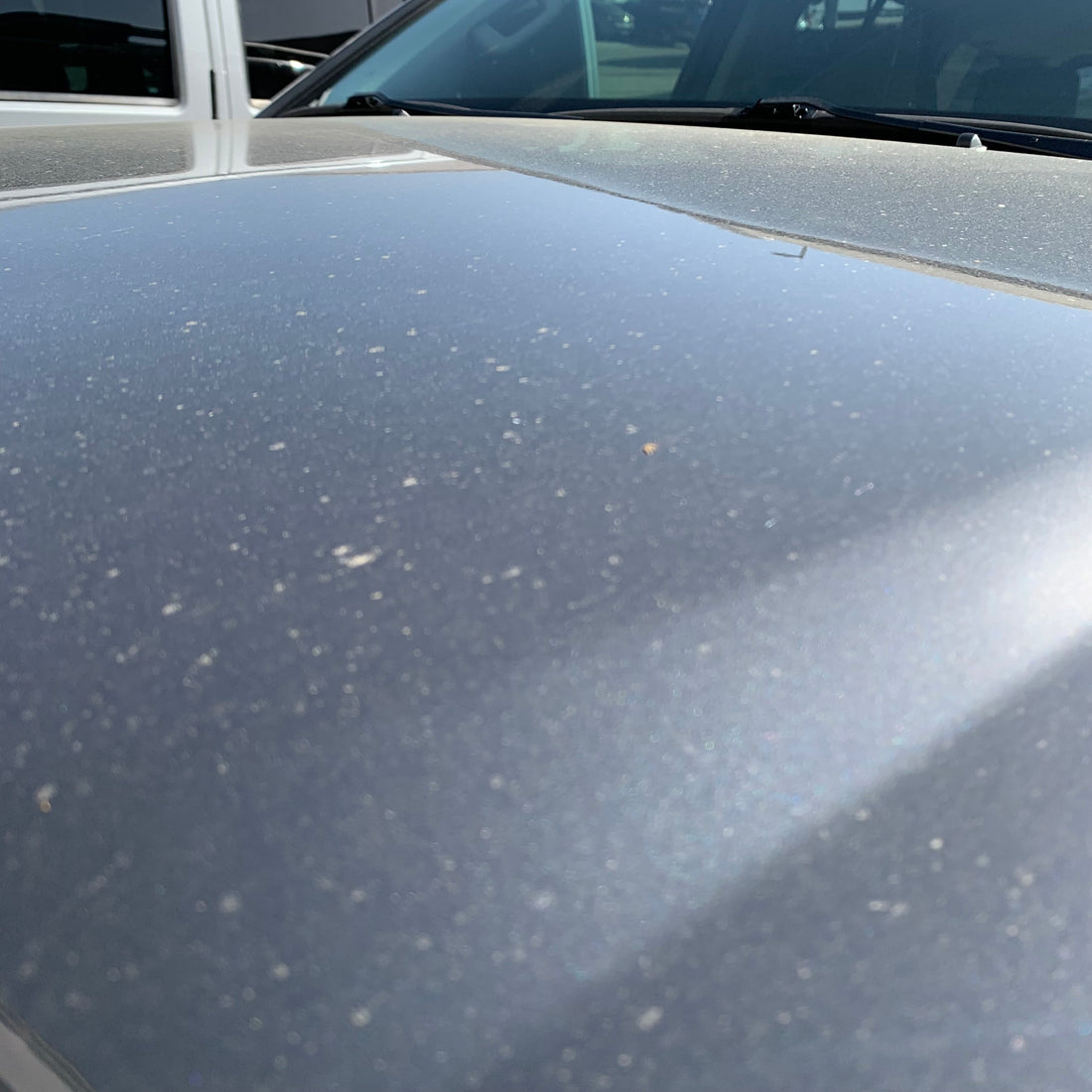 pollen and tree sap on car paint